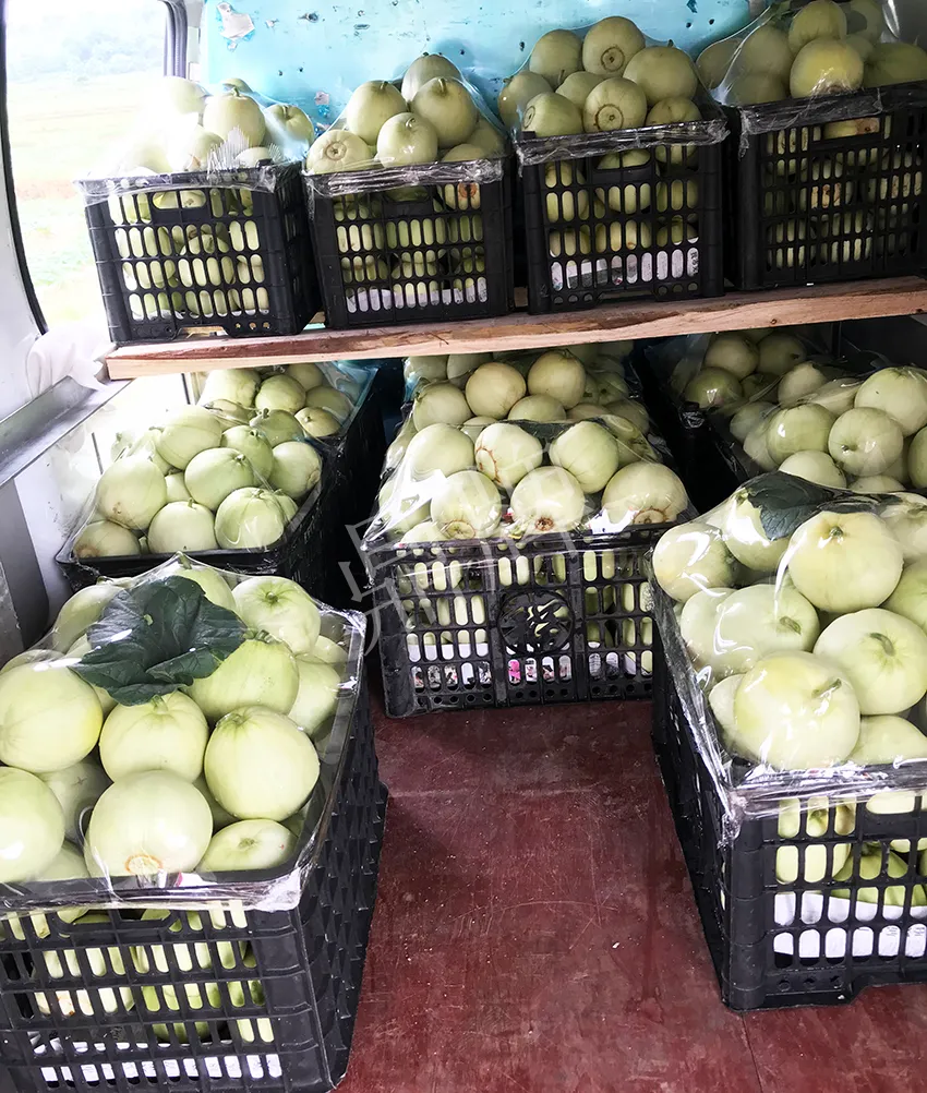 郴州農(nóng)戶種植新品種，果實又香又甜，很好賣