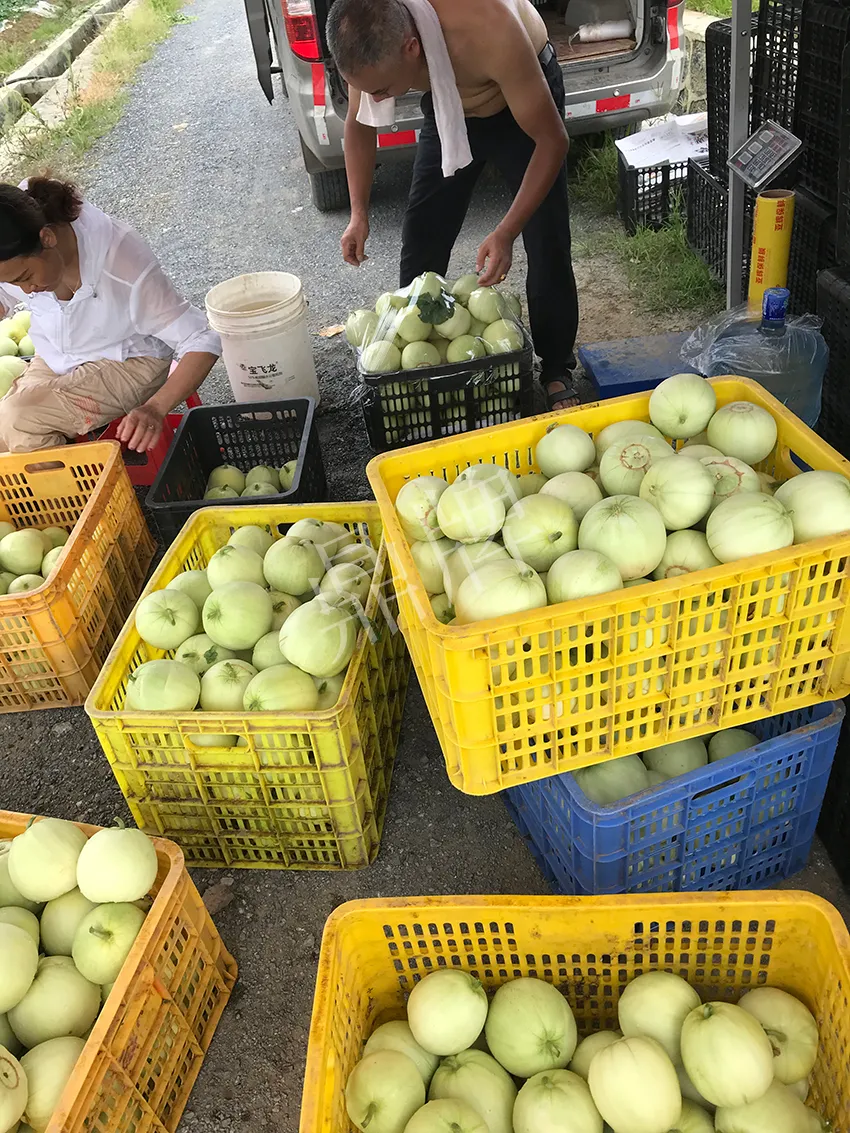 郴州農(nóng)戶種植新品種，果實又香又甜，很好賣