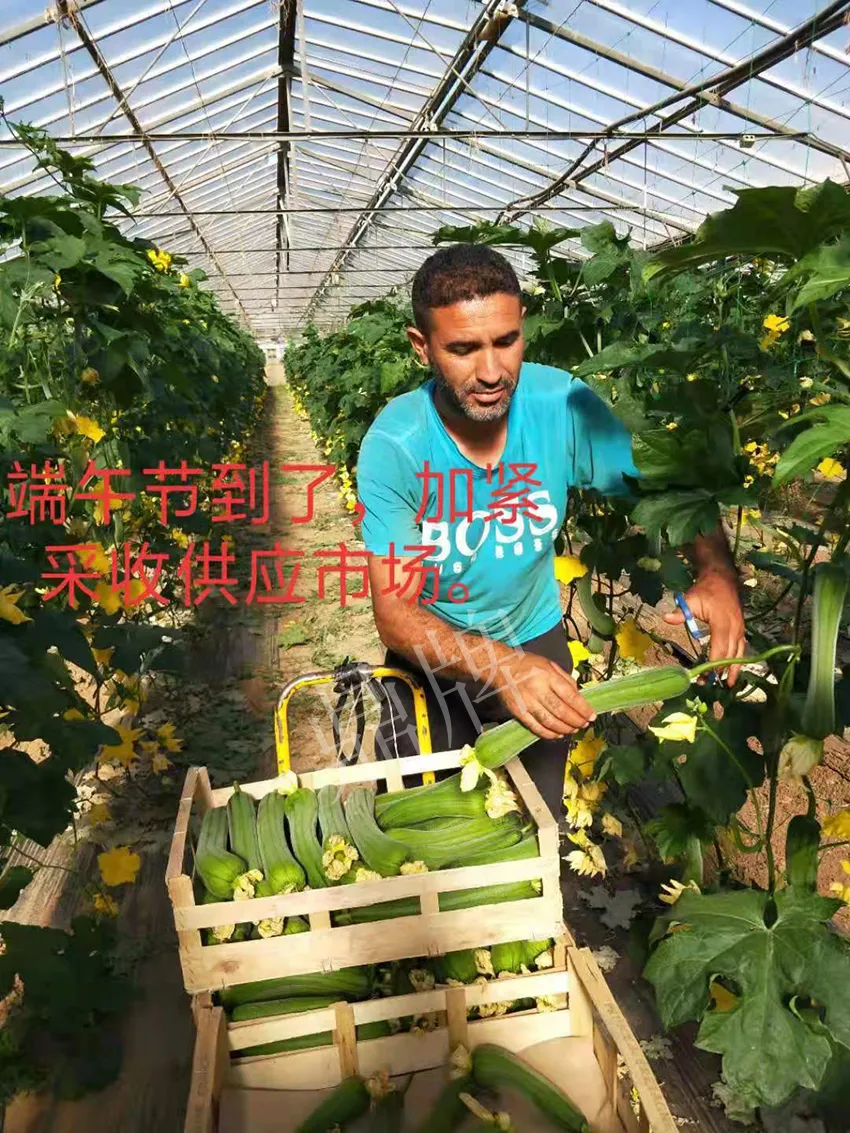 鎮(zhèn)江的何青萍，在法國(guó)種植“優(yōu)比1號(hào)”每公斤24元