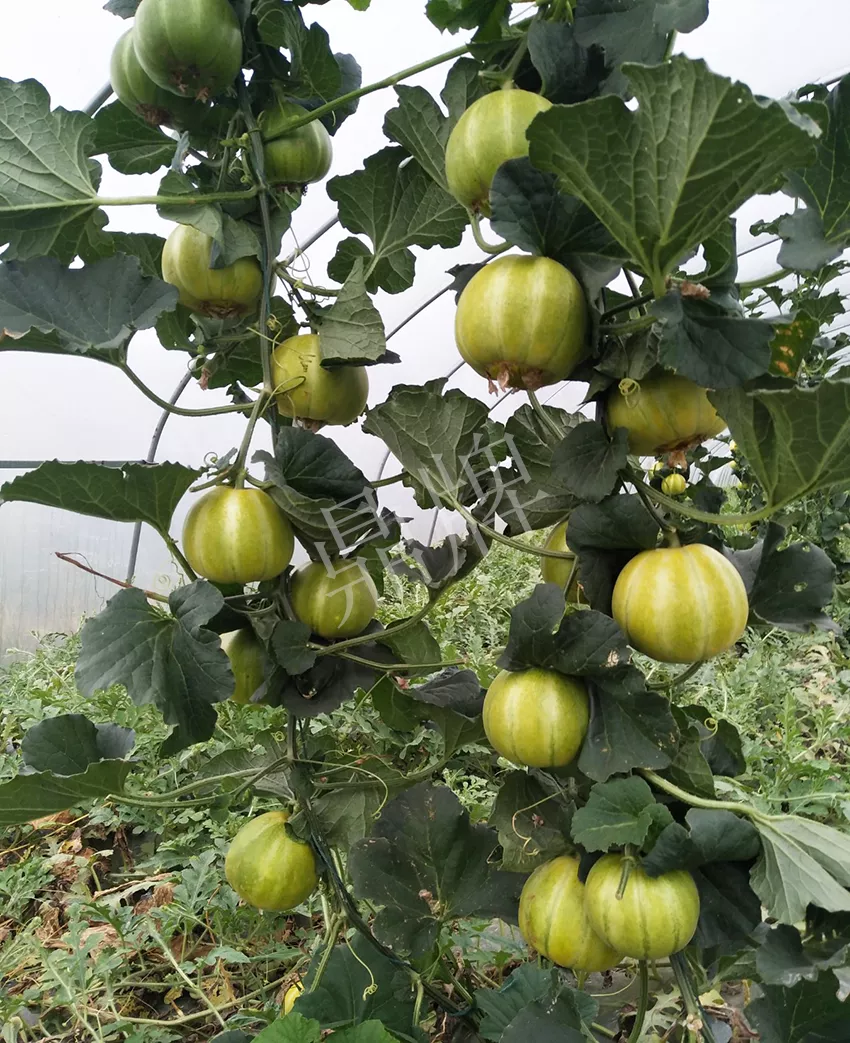 一株坐果15個(gè)，6元1斤，好賣得很