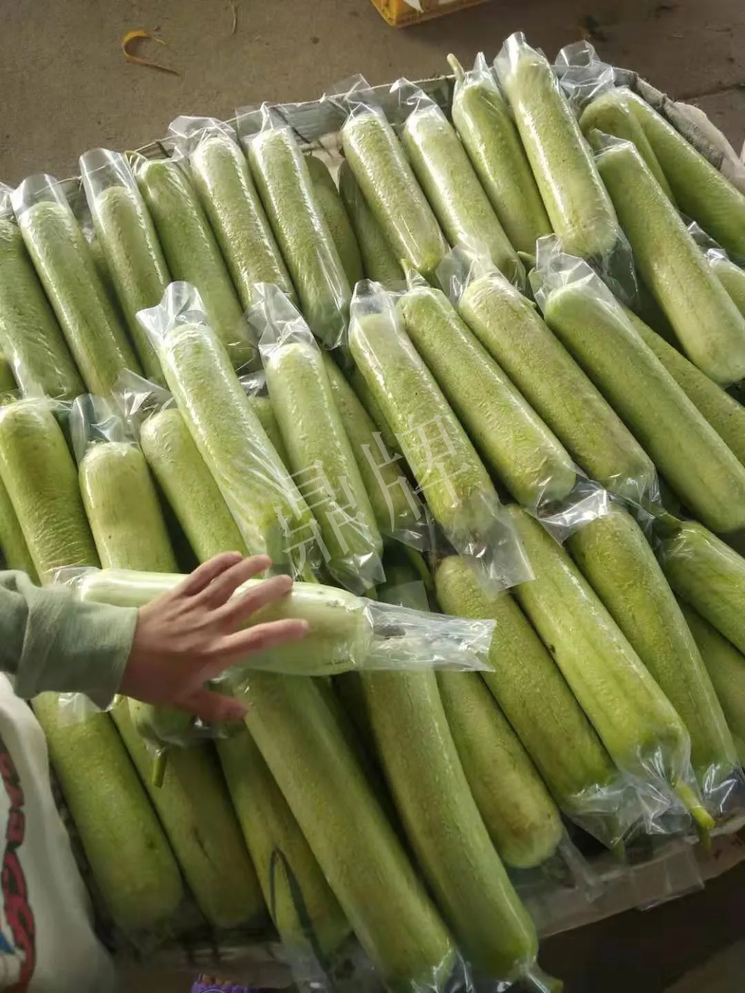 這個(gè)絲瓜每畝能掙3萬，沒種植的農(nóng)戶后悔得拍大腿