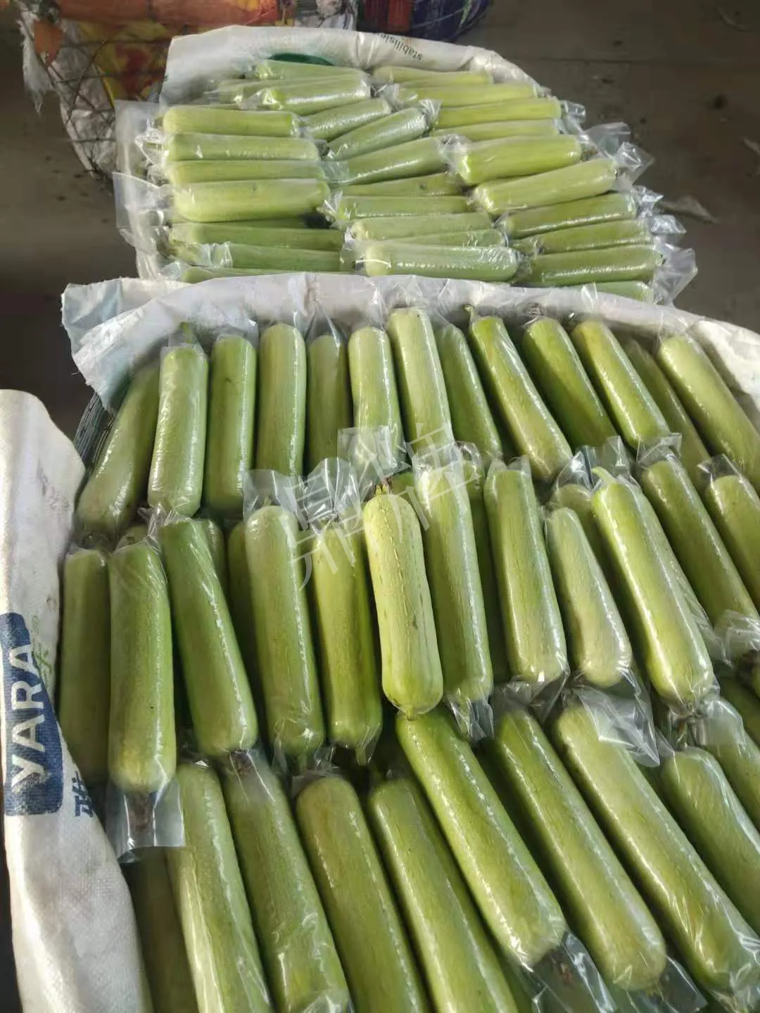 這個(gè)絲瓜每畝能掙3萬，沒種植的農(nóng)戶后悔得拍大腿