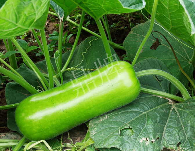 蔬菜種子種植戶(hù)客戶(hù)點(diǎn)評(píng)-牛逼！我露地栽培的瓠瓜，比別人大棚的還早上市！