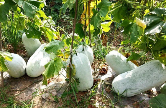 蔬菜種子種植戶(hù)客戶(hù)點(diǎn)評(píng)-驚訝！炎炎烈日下，小孩大聲喊：“大雪球！大雪球……”怎樣一回事？