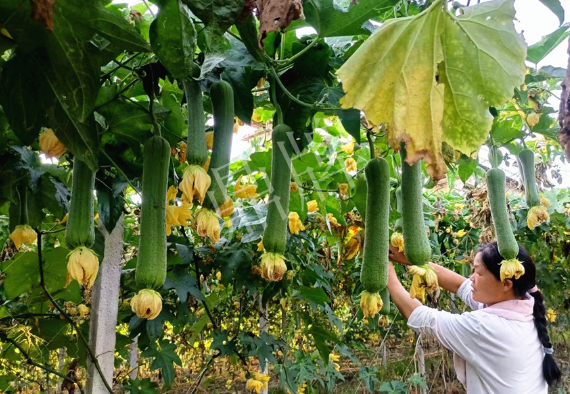 蔬菜種子種植戶(hù)客戶(hù)點(diǎn)評(píng)-8月，持續(xù)高溫下，這種絲瓜少見(jiàn)，少見(jiàn)！