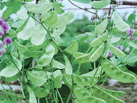 蔬菜種子種植戶客戶點評-鼎牌幫我度難關(guān)，決心助我大豐收！