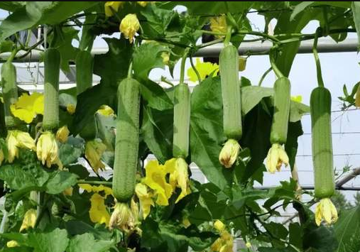 蔬菜種子種植戶客戶點評-每畝收入2萬元！這個絲瓜品種大受歡迎！