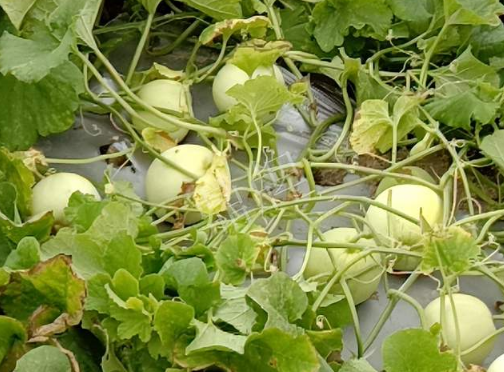 蔬菜種子種植戶客戶點評-種植甜瓜20年，這個品種讓我更省心！