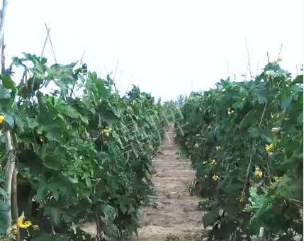 蔬菜種子種植戶客戶點評-種植這個品種，獲得高收入，老婆的功勞最大
