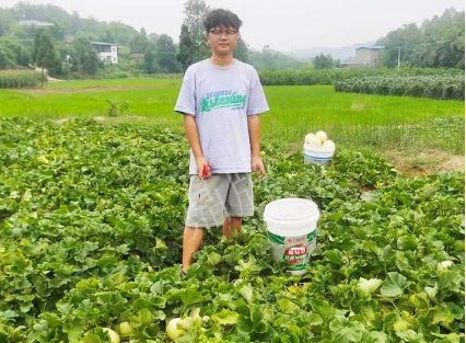 蔬菜種子種植戶客戶點評-甜瓜新品上市，每個賣9元，很暢銷！
