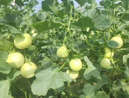 蔬菜種子種植戶客戶點評-種植這個新品種，我感到非常滿意！