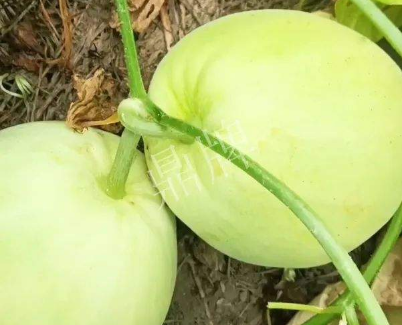 蔬菜種子種植戶客戶點評-我終于找到滿意的甜瓜品種了！