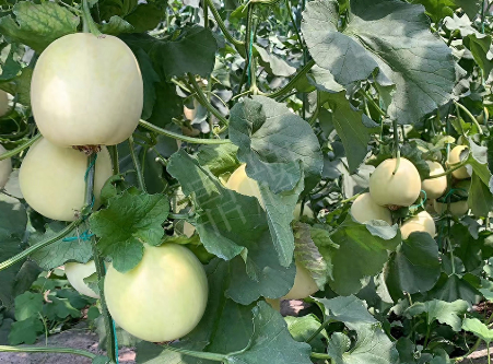 蔬菜種子種植戶客戶點評-“玉奶香2號”甜瓜，真的有那么好嗎？