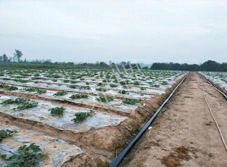 蔬菜種子種植戶客戶點評-80后大廚回鄉(xiāng)種甜瓜，第一年就賺15萬！