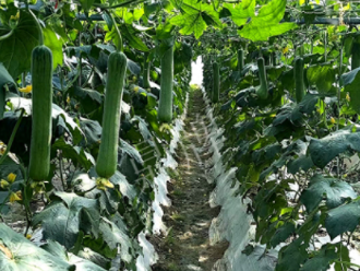 蔬菜種子種植戶客戶點評-高手在民間，浙江蒼南的絲瓜在下半年至春節(jié)，都有大量上市！