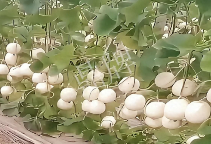 蔬菜種子種植戶客戶點評-現在的瓜菜價格不好，但我種植的優(yōu)質甜瓜還是有好的收入！