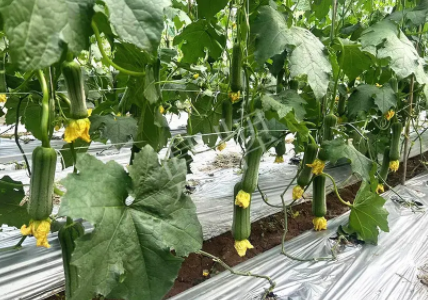 蔬菜種子種植戶客戶點評-這個新品種好不好？？？見證的時候到了！