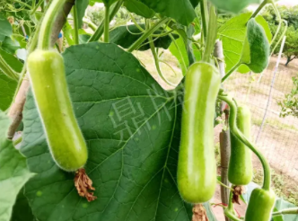 蔬菜種子種植戶客戶點(diǎn)評-科研人員發(fā)誓研究的一個抗高溫品種，您可能需要！
