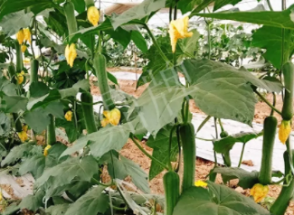 蔬菜種子種植戶客戶點(diǎn)評-一株結(jié)瓜30多個，價錢好，賺了！