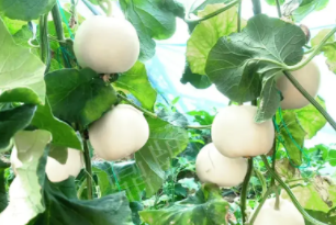蔬菜種子種植戶客戶點(diǎn)評-丁老板說：種植這個品種，獲得了滿意的收入，確實(shí)“爽歪歪”