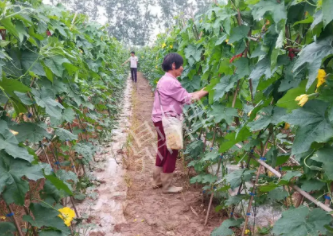 蔬菜種子種植戶客戶點(diǎn)評-85歲老奶奶，還是種植基地的領(lǐng)頭人，做的怎么樣？一起去看看…