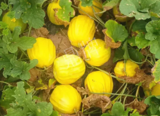 蔬菜種子種植戶客戶點(diǎn)評-瓜農(nóng)說：“還得是這個品種??！”，什么品種讓種植戶如此感慨？